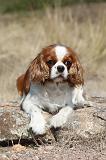 CAVALIER KING CHARLES 060